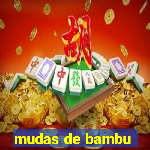 mudas de bambu